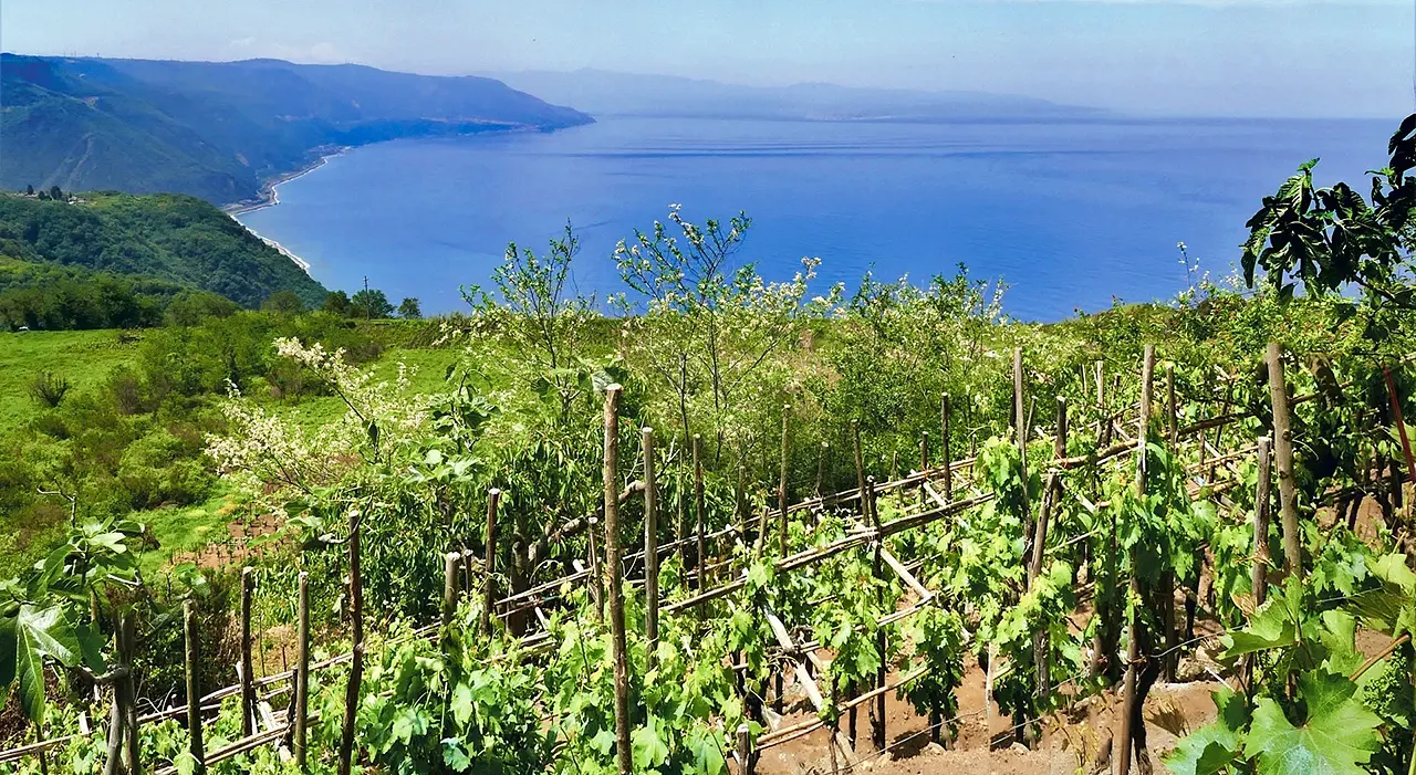 Calabrian vineyard landscape